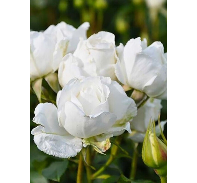 Саженцы роз сорт Annapurna (Аннапурна)