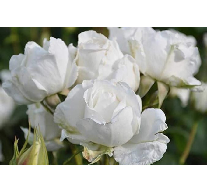 Саженцы роз сорт Annapurna (Аннапурна)