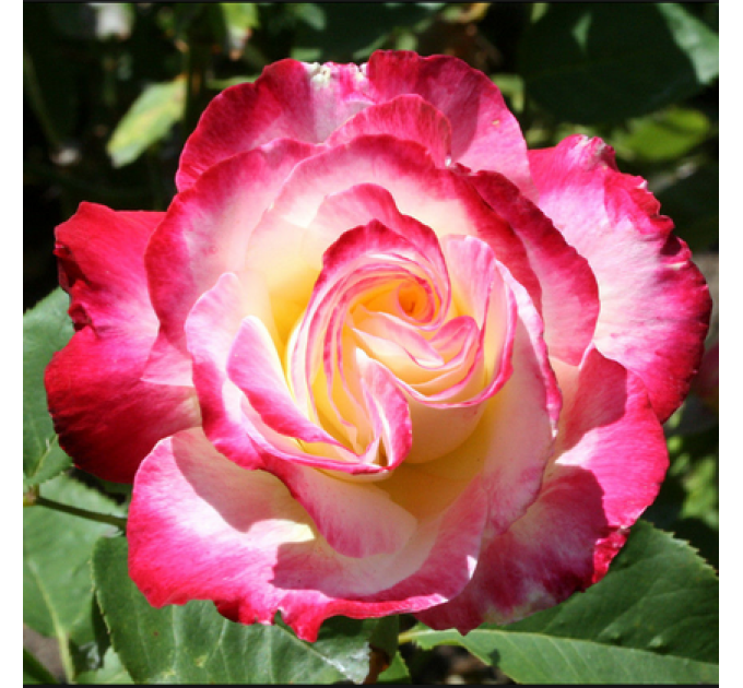 Саженцы роз сорт Double Delight (Дабл Делайт)