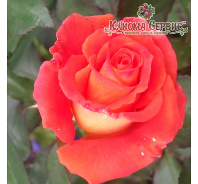 Саджанці троянд сорт Angelique (Анджелі)