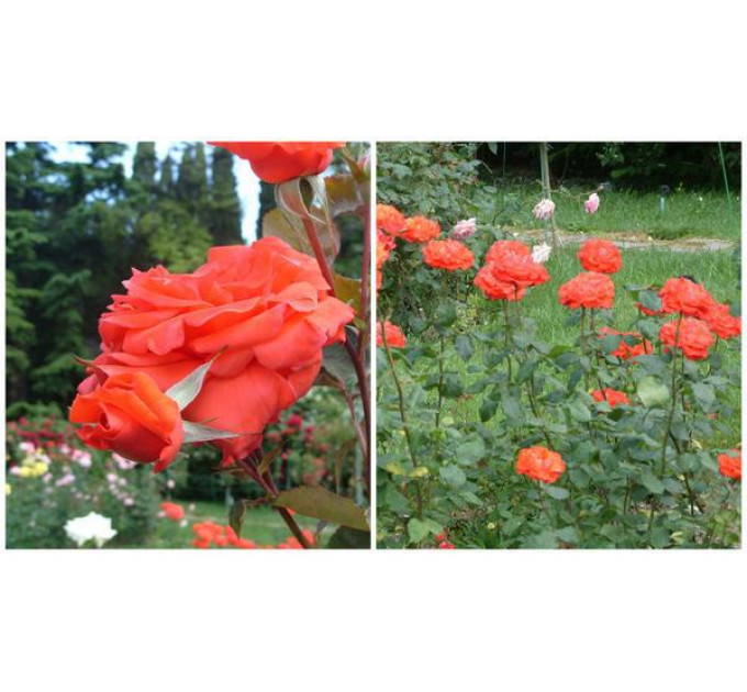 Саджанці троянд сорт Angelique (Анджелі)