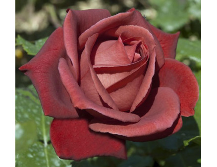 Саженцы роз сорт Терракотта (Terracotta)