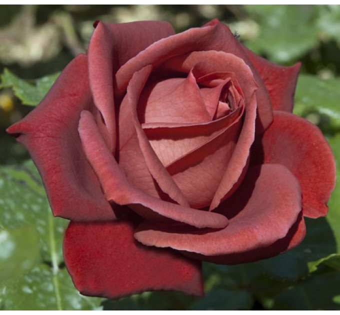 Саженцы роз сорт Терракотта (Terracotta)