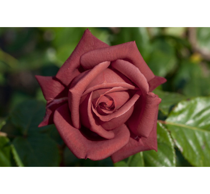 Саженцы роз сорт Терракотта (Terracotta)