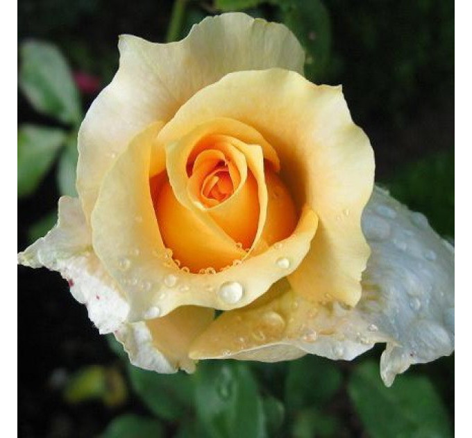 Роза чайно-гибридная Казанова