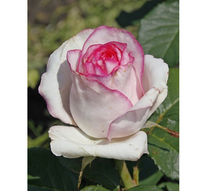 Роза чайно-гибридная Белла Віта