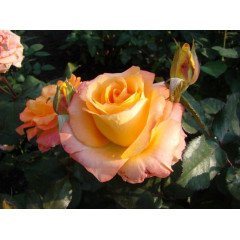 Роза чайно-гибридная Конфетти