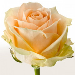 Роза чайно-гибридная Пич Аваланж NEW