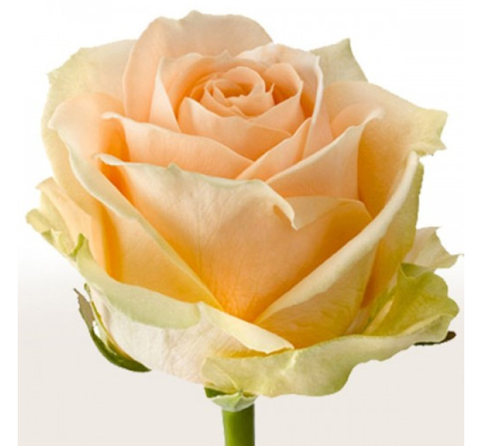 Роза чайно-гибридная Пич Аваланж NEW