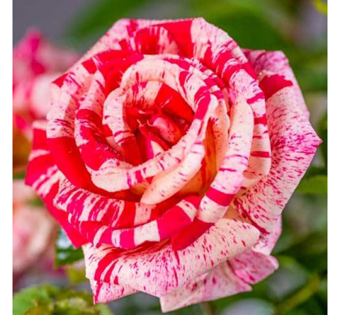 Роза чайно-гибридная сорт Папагено