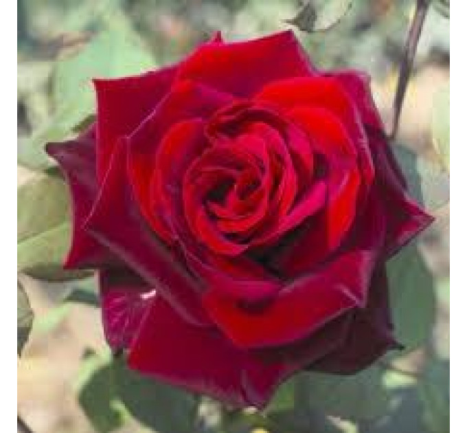 Саженцы роз сорт Гран При