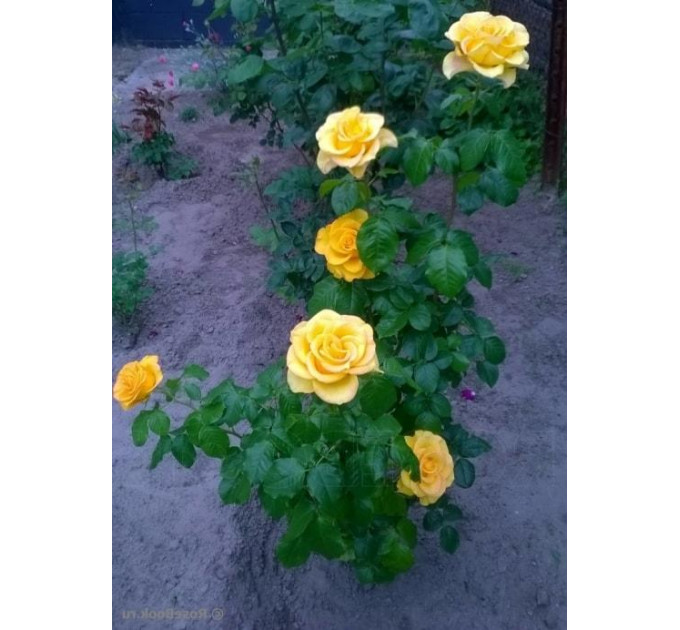 Роза чайно-гибридная Керио