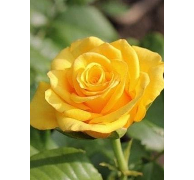 Роза чайно-гибридная Керио