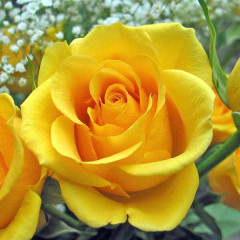 Роза чайно-гибридная Керио