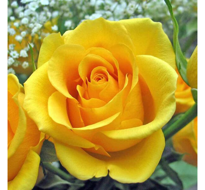 Роза чайно-гибридная Керио