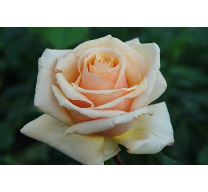 Саженцы роз сорт Diamond Jubilee (Даймонд Джубили)