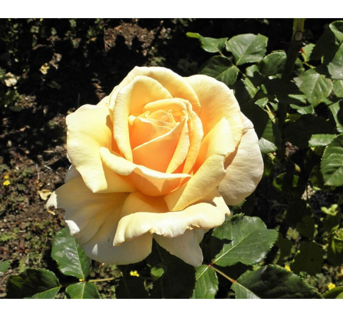 Саженцы роз сорт Diamond Jubilee (Даймонд Джубили)