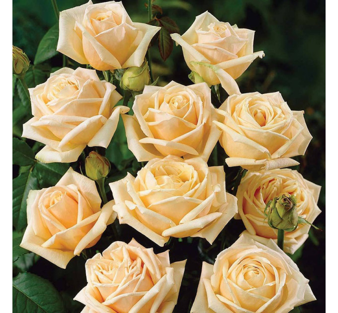 Саженцы роз сорт Diamond Jubilee (Даймонд Джубили)