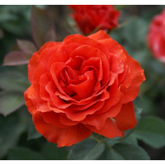 Саджанці троянд сорт El Toro (Ель Торо)