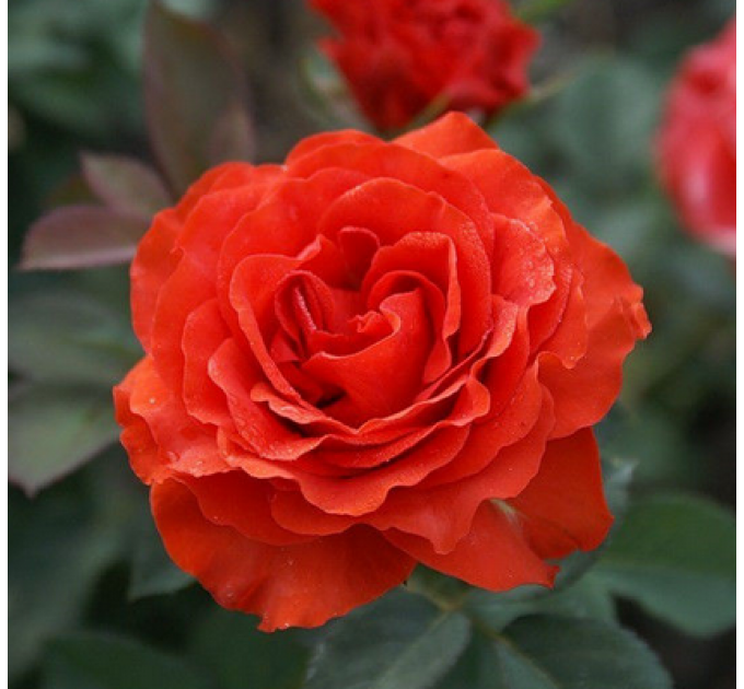 Саженцы роз сорт El Toro (Ель Торо)