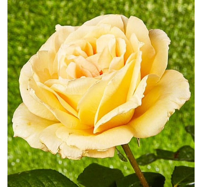 Роза чайно-гибридная Казанова