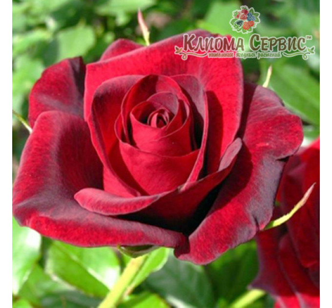 Саженцы роз сорт Гран При