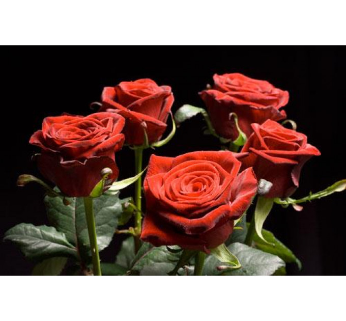 Саженцы роз сорт Гран При