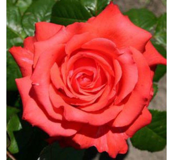 Саженцы розы Holstein Perle (Жемчужина Гольштейна)