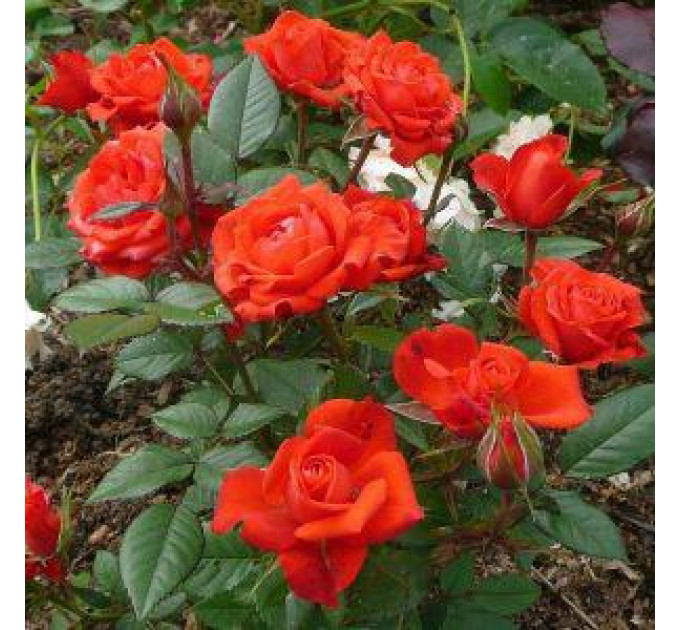 Саженцы розы Holstein Perle (Жемчужина Гольштейна)