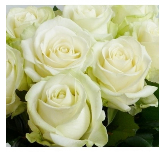 Саженцы роз сорт Аваланж (Avalanche)