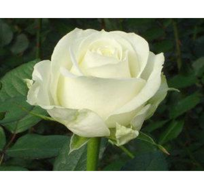 Саженцы роз сорт Аваланж (Avalanche)