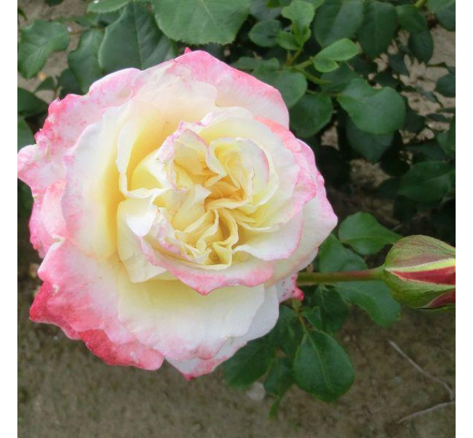 Саженцы чайно-гибридной розы Athena (Атена)