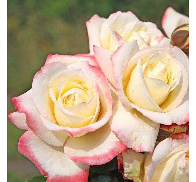 Саженцы чайно-гибридной розы Athena (Атена)