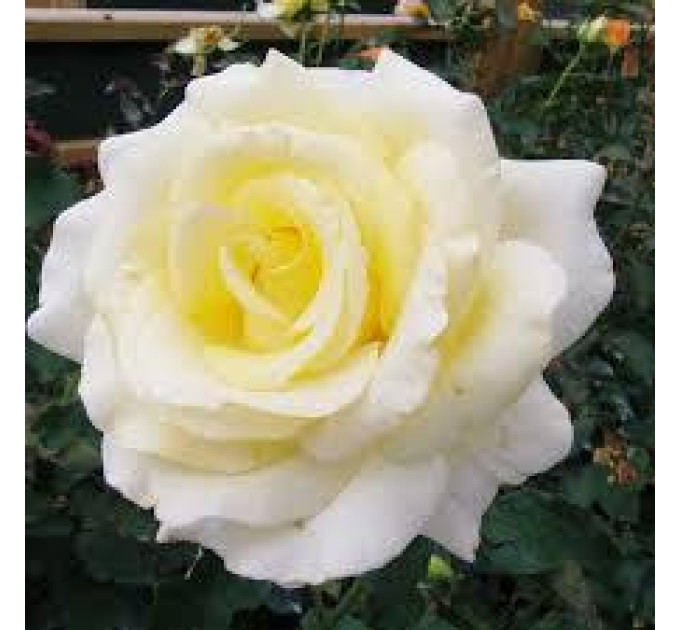 Роза чайно-гибридная Элина