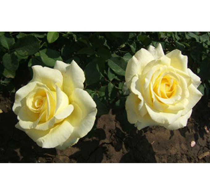 Роза чайно-гибридная Элина