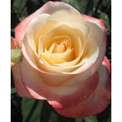 Роза чайно-гибридная Белла Перло