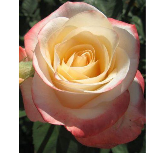 Роза чайно-гибридная Белла Перло