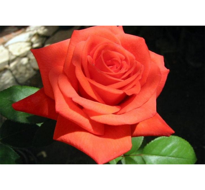 Роза чайно-гибридная Корвет