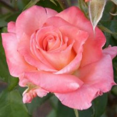 Роза чайно-гибридная Рафаэлла