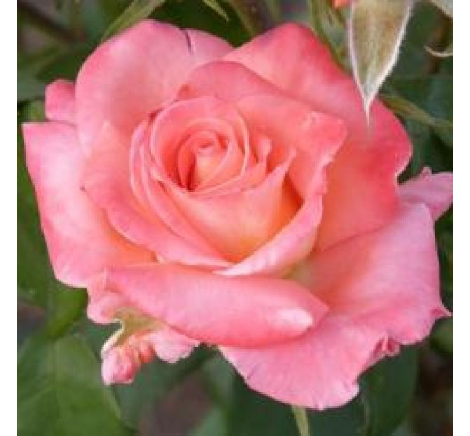 Роза чайно-гибридная Рафаэлла