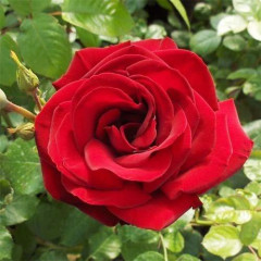 Саженцы роз сорт Гранд Отель