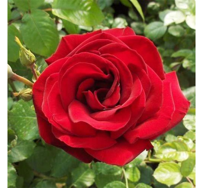 Саженцы роз сорт Гранд Отель