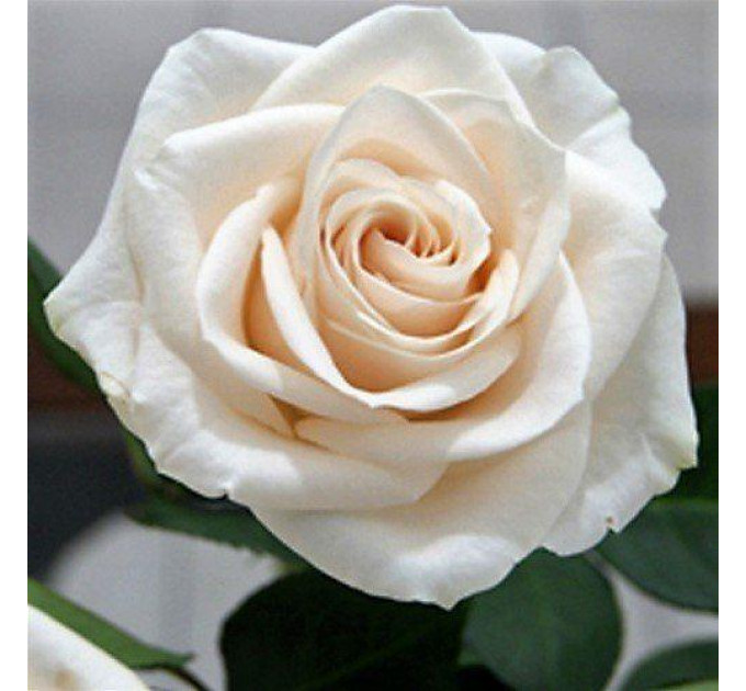 Саженцы роз чайно-гибридные Венделла