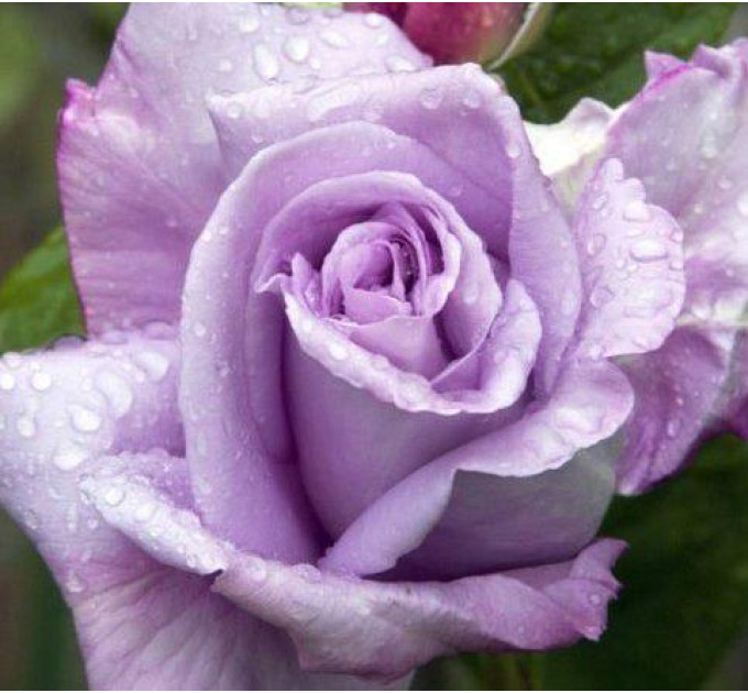 Роза чайно-гибридная Сиреневый туман