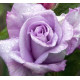 Роза чайно-гибридная Сиреневый туман