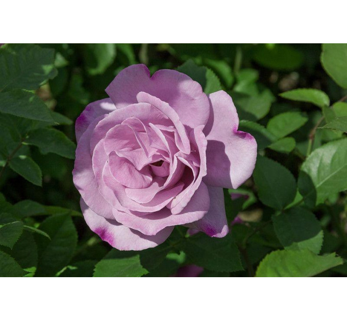 Роза чайно-гибридная Сиреневый туман