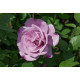 Роза чайно-гибридная Сиреневый туман