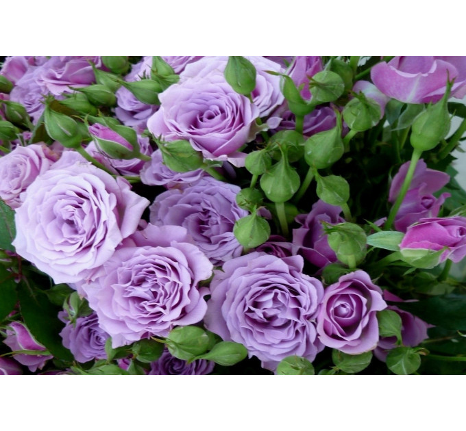 Роза чайно-гибридная Сиреневый туман