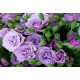 Роза чайно-гибридная Сиреневый туман