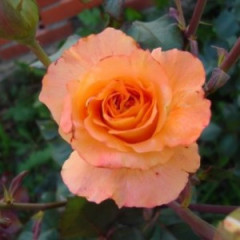 Роза чайно-гибридная сорт Дорис Тистерман